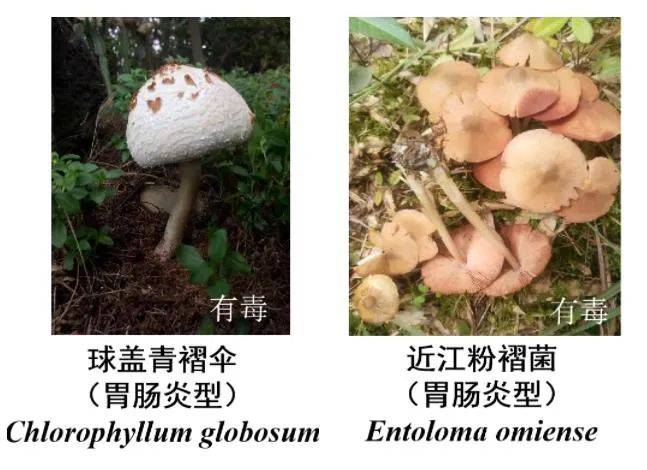 野生菌上市,认清有毒,有害蘑菇,切勿盲目食用