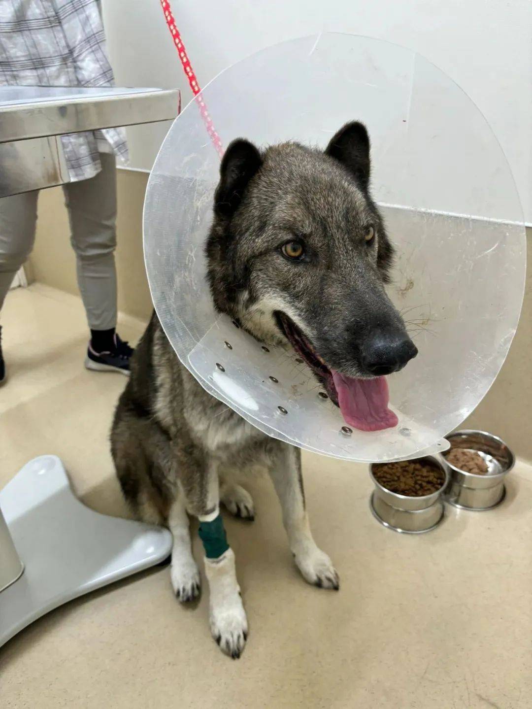 狼犬住院3天突然被通知提前出院主人得知原因笑翻它太有个性了