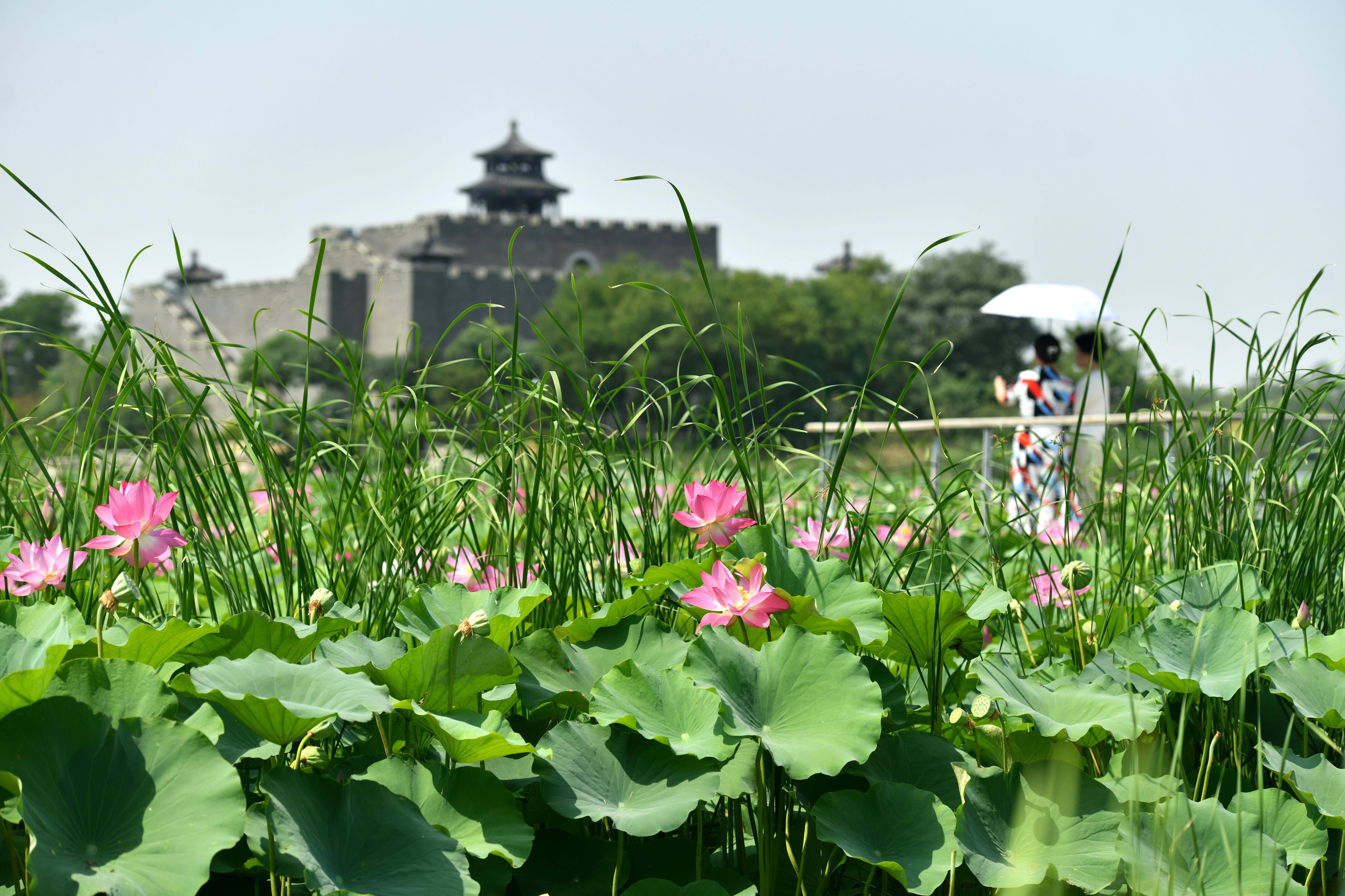 河间市瀛州镇地图图片