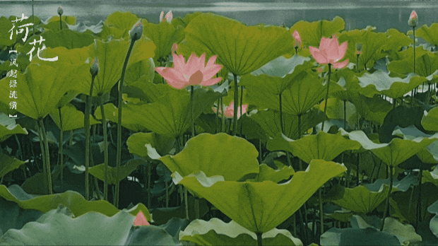 荷花_荷叶_夏天