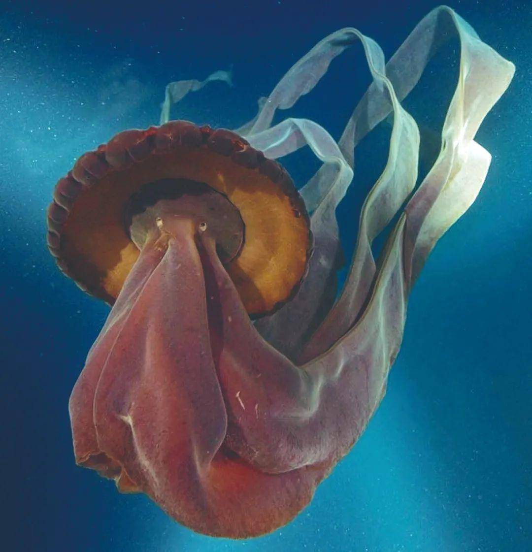 得了"巨人症"的深海动物