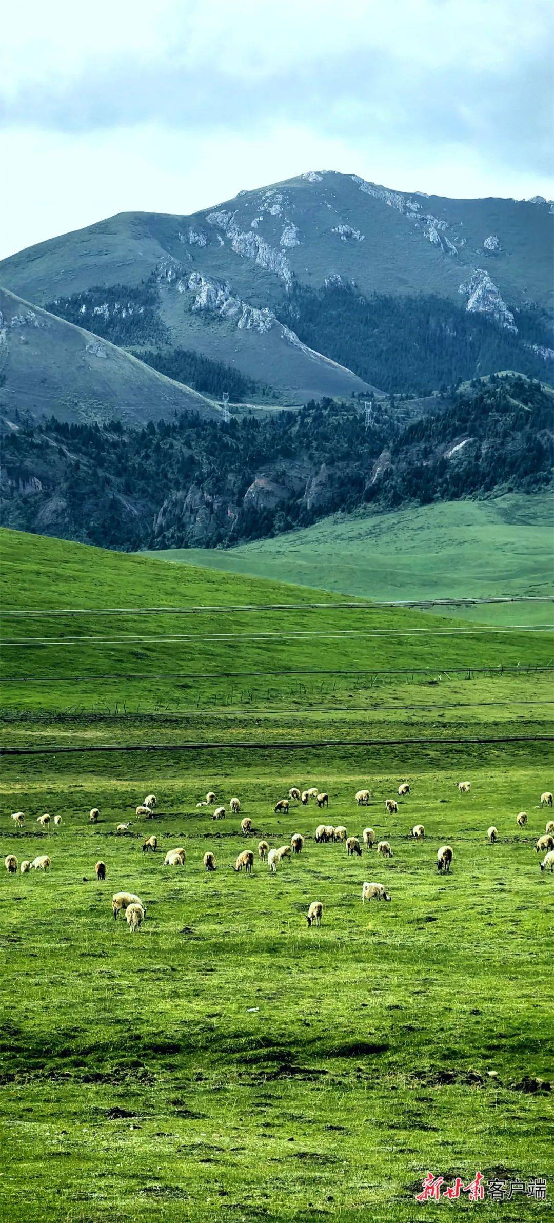 甘南大地上,雪山,森林,草原交相辉映.甘南大地上风景美如画.尕海湖