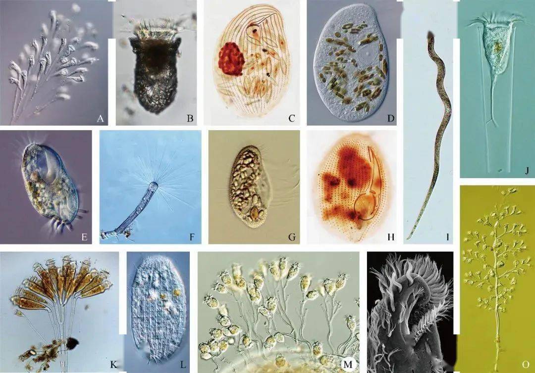 水中微生物图谱图片