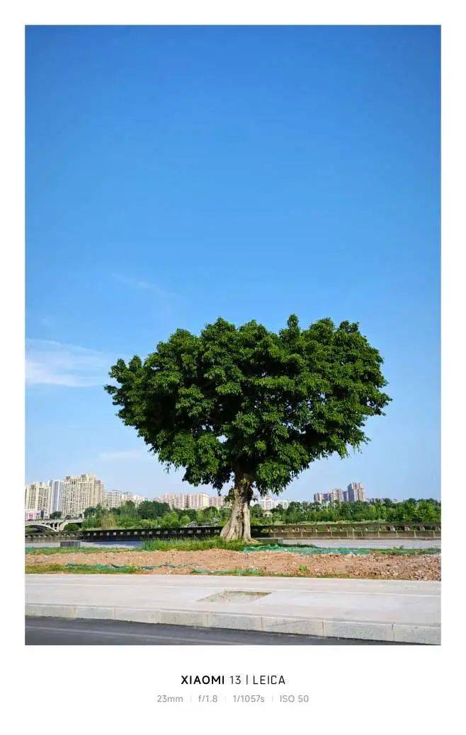 最近,资阳苌弘广场有颗"爱心"树火了!_城市_形状_树木