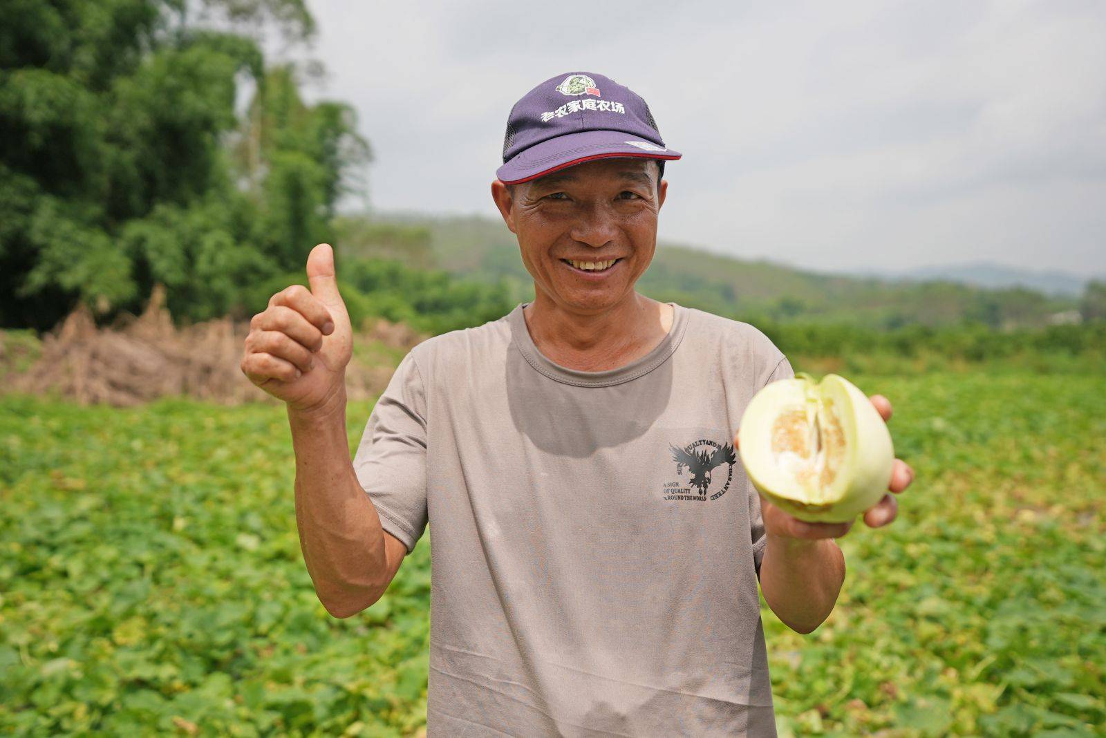 香瓜结出"致富果"!韶关武江龙归撂荒地变"香蜜田"