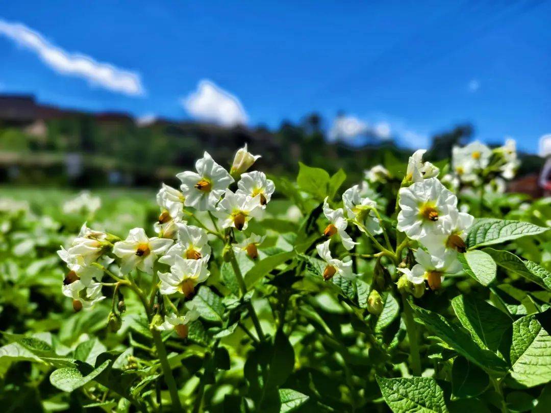 永靖:洋芋花开赛牡丹