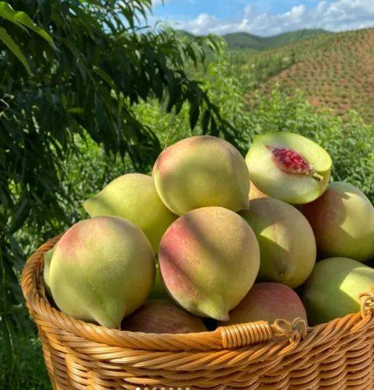 【云南鹰嘴桃】3斤29.9元!有机种植,独特鹰嘴尖!