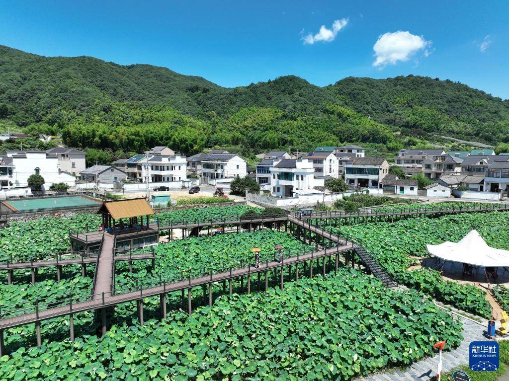 近日,浙江省余姚市梁弄镇汪巷村成片荷花竞相绽放,吸引游客前来赏荷