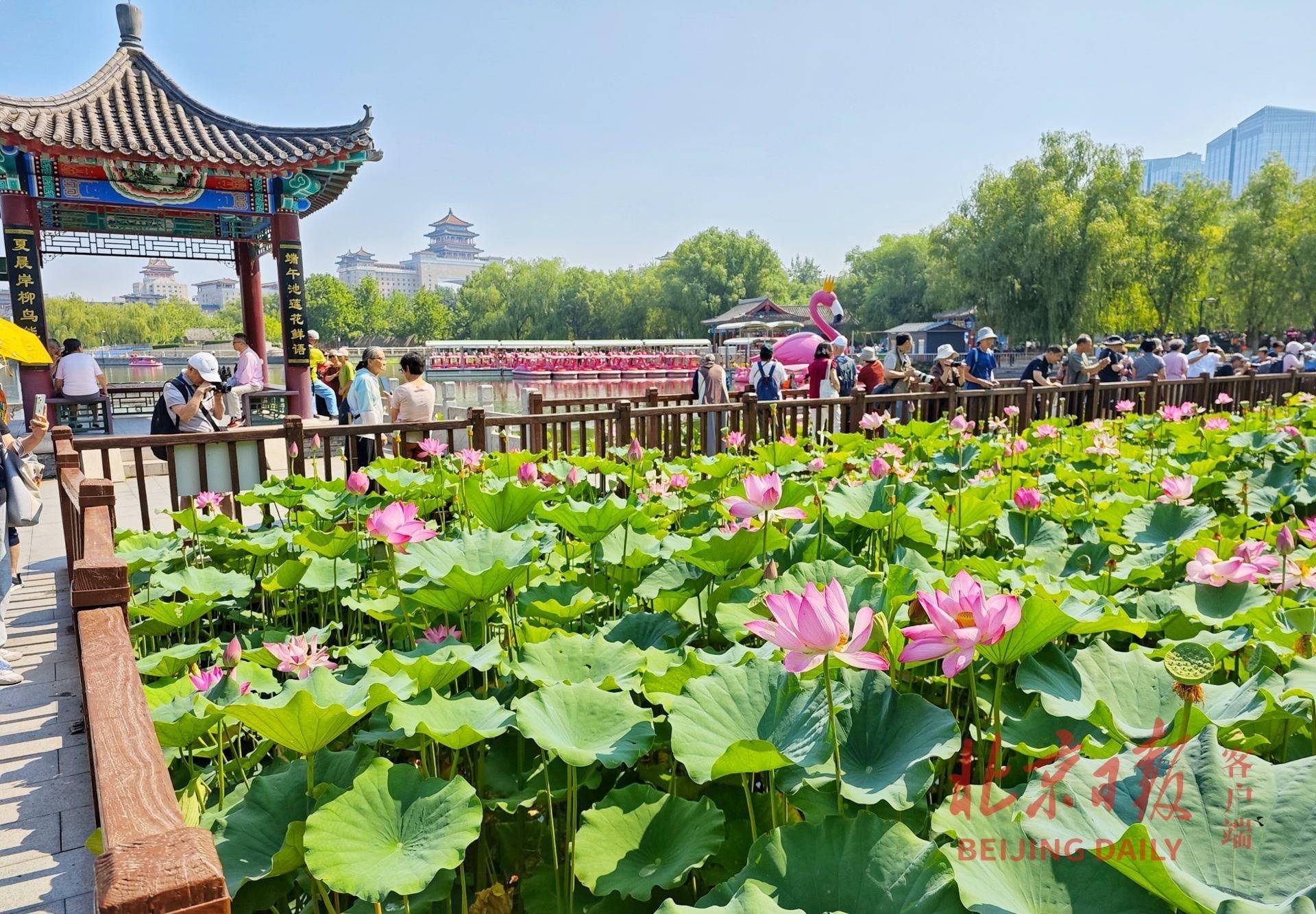 西湖区莲花广场图片