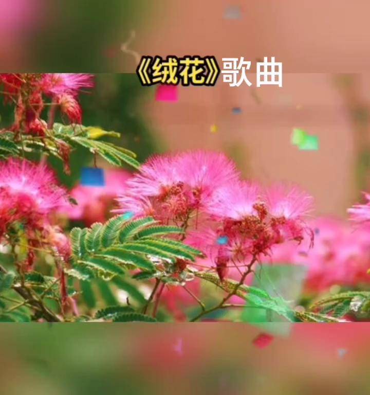 《绒花》建党100周年系列歌曲真人真唱 回味经典 感谢聆听