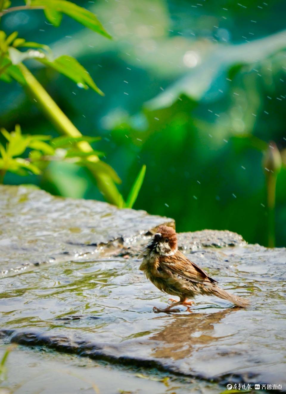 "沐浴"中的小麻雀