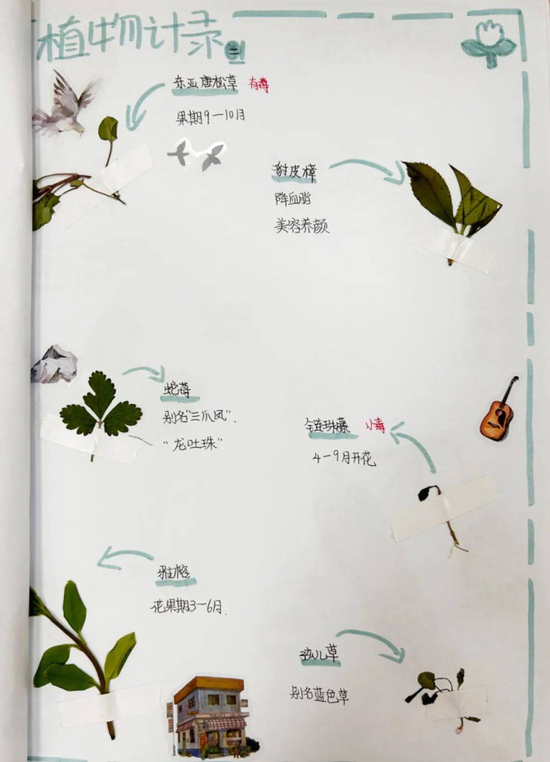 我们的校园生态环境之制作校园手绘植物图鉴