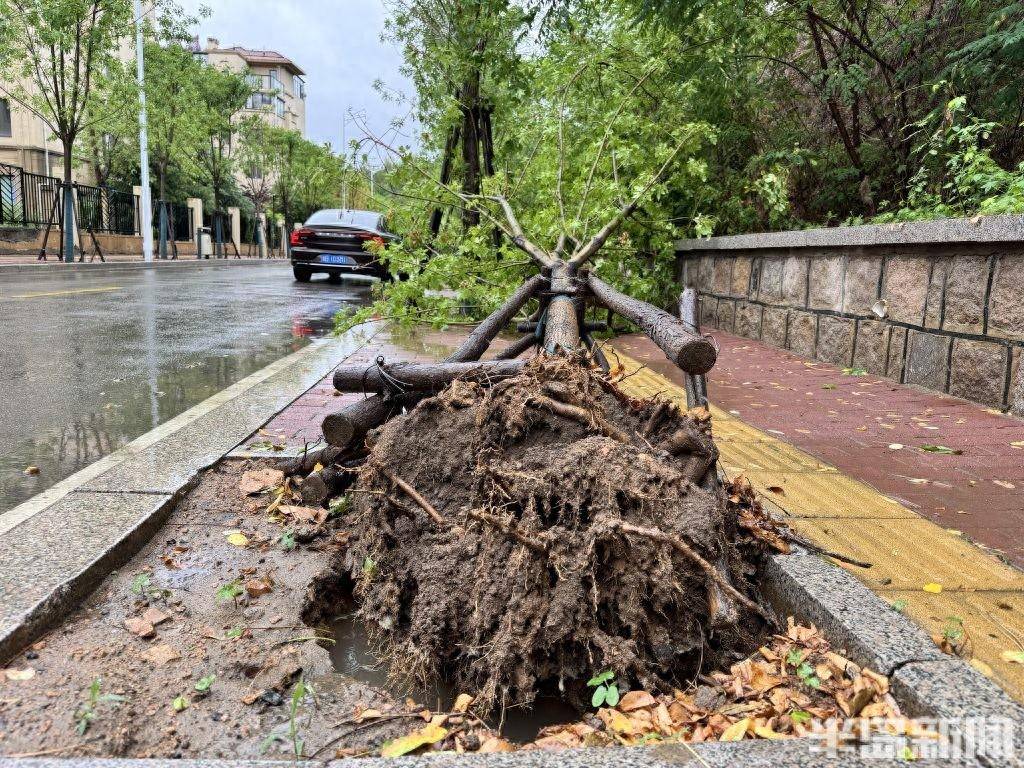 疾风骤雨“摧”倒大树迟迟无人管,“谁能来救救我”?_文圣_李沧区_建设