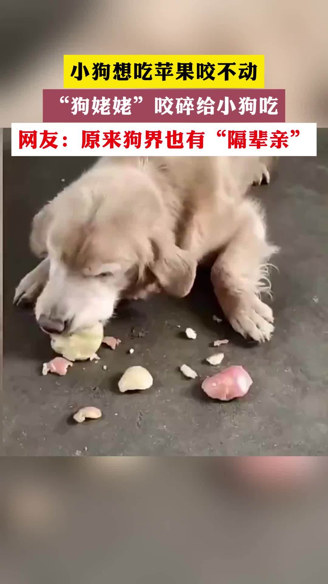 狗吃小孩事件图片