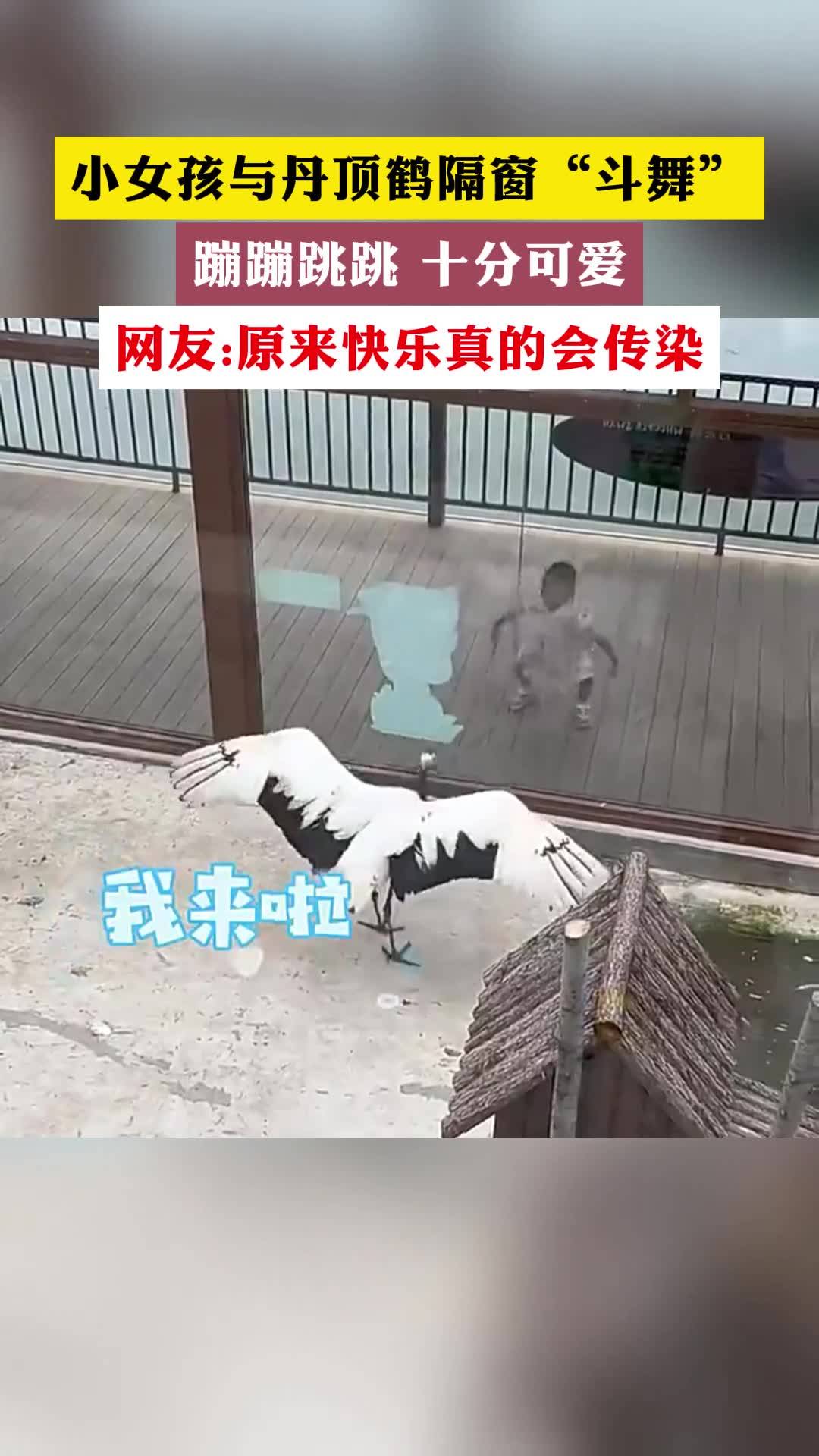 小女孩与丹顶鹤隔窗"斗舞" 蹦蹦跳跳 十分可爱