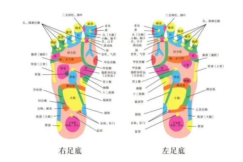 脚趾看命运图 图解图片