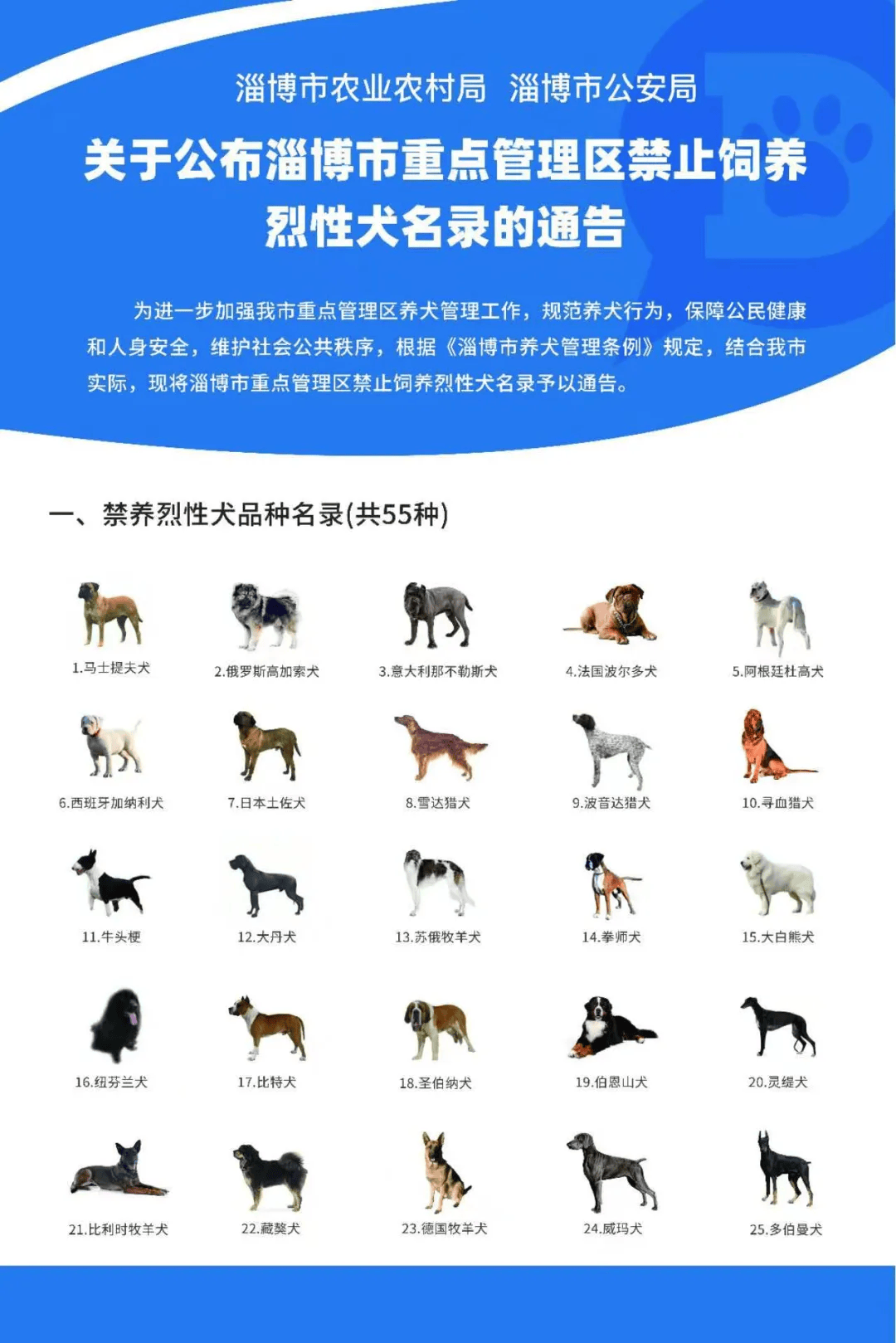 牛梗犬图片多少钱一只图片