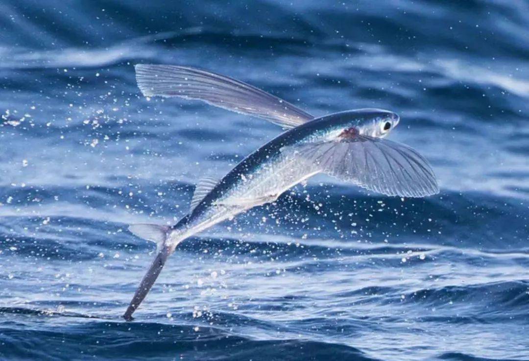 天空的海洋王者