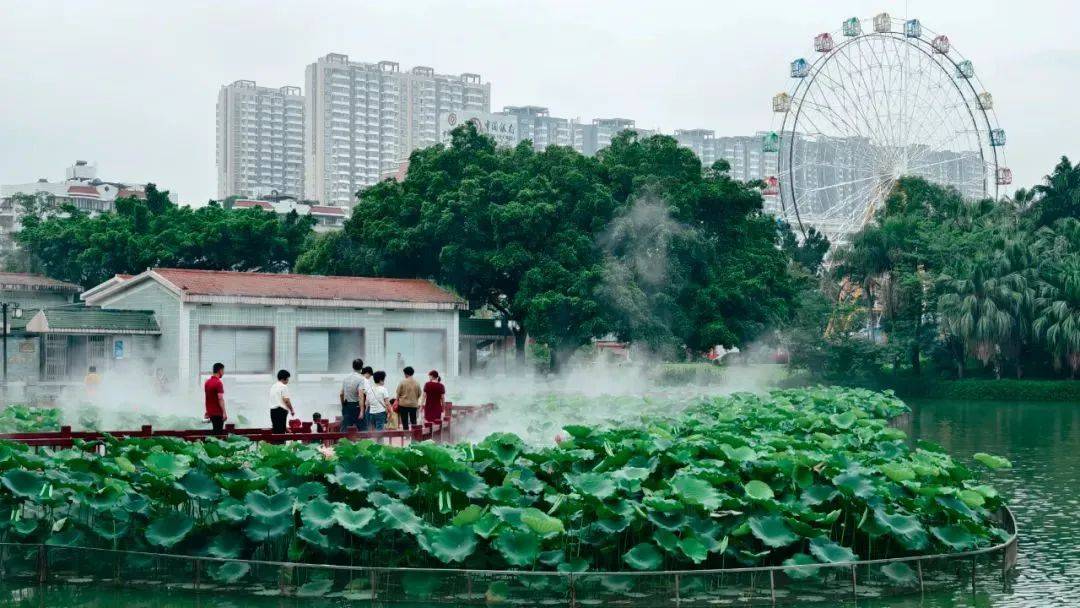 夏日顶流!"荷"你有约