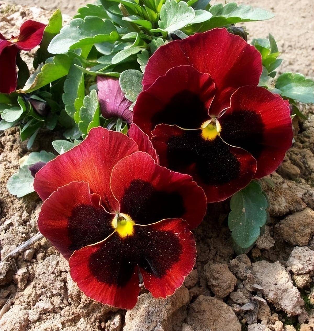 三色堇"养护技巧",要大肥大水,开花灿烂耀眼,为阳台增色不少!