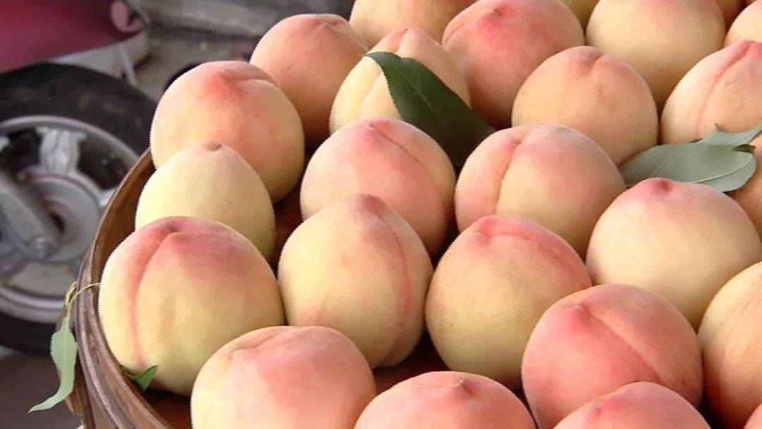 【凤桥水蜜桃批量上市】桃王20块一斤