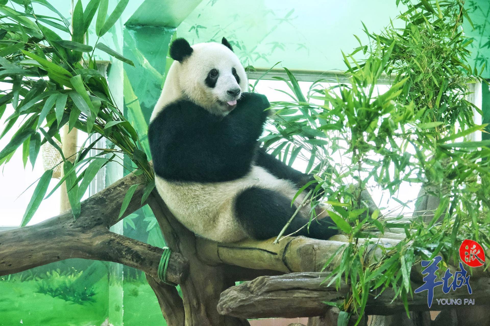 饮靓汤,广州动物园"毛孩子"避暑有"凉方"_广州市_黑猩猩_大熊猫