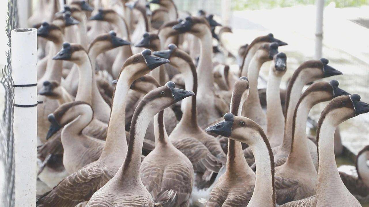 【视频】委员风采系列访谈⑥| 别又才:发力清远鸡乌鬃鹅保种,博士委员