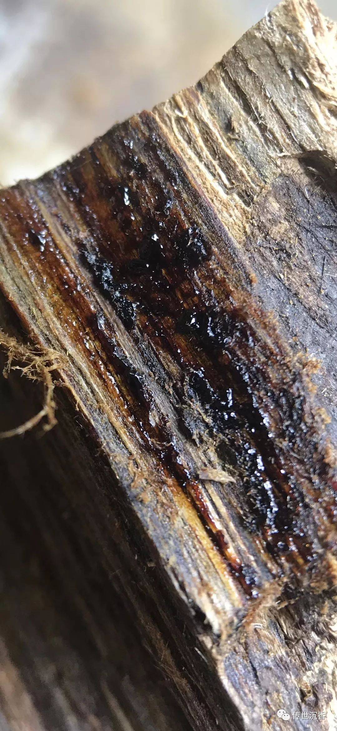 奇楠与沉香为何价格差距大,玩沉香一定要懂的!