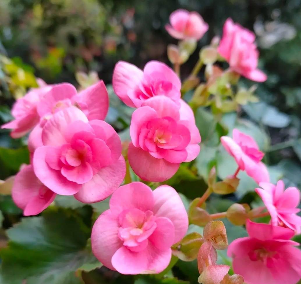 养四季海棠有"两怕",避开它,四季都开花,"惊艳"又热烈_夏天_颜色_时候