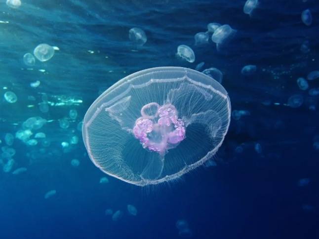 霞水母4,箱型水母俗称海黄蜂,是一种致命的剧毒