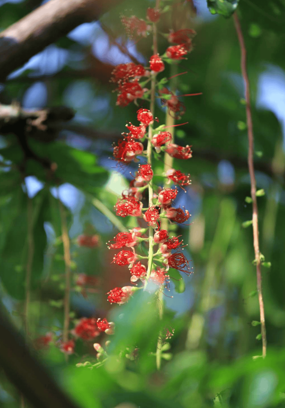 红花玉蕊盛放扮靓荔湖公园