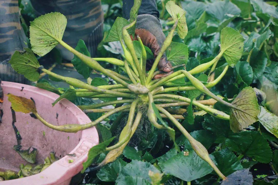 南湖菱和普通菱的图片图片