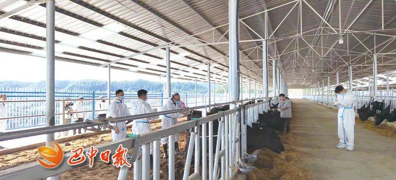 巴山肉牛产业迈出发展新步伐 我市实现澳洲和牛“借腹生产”_巴中_技术_纯血