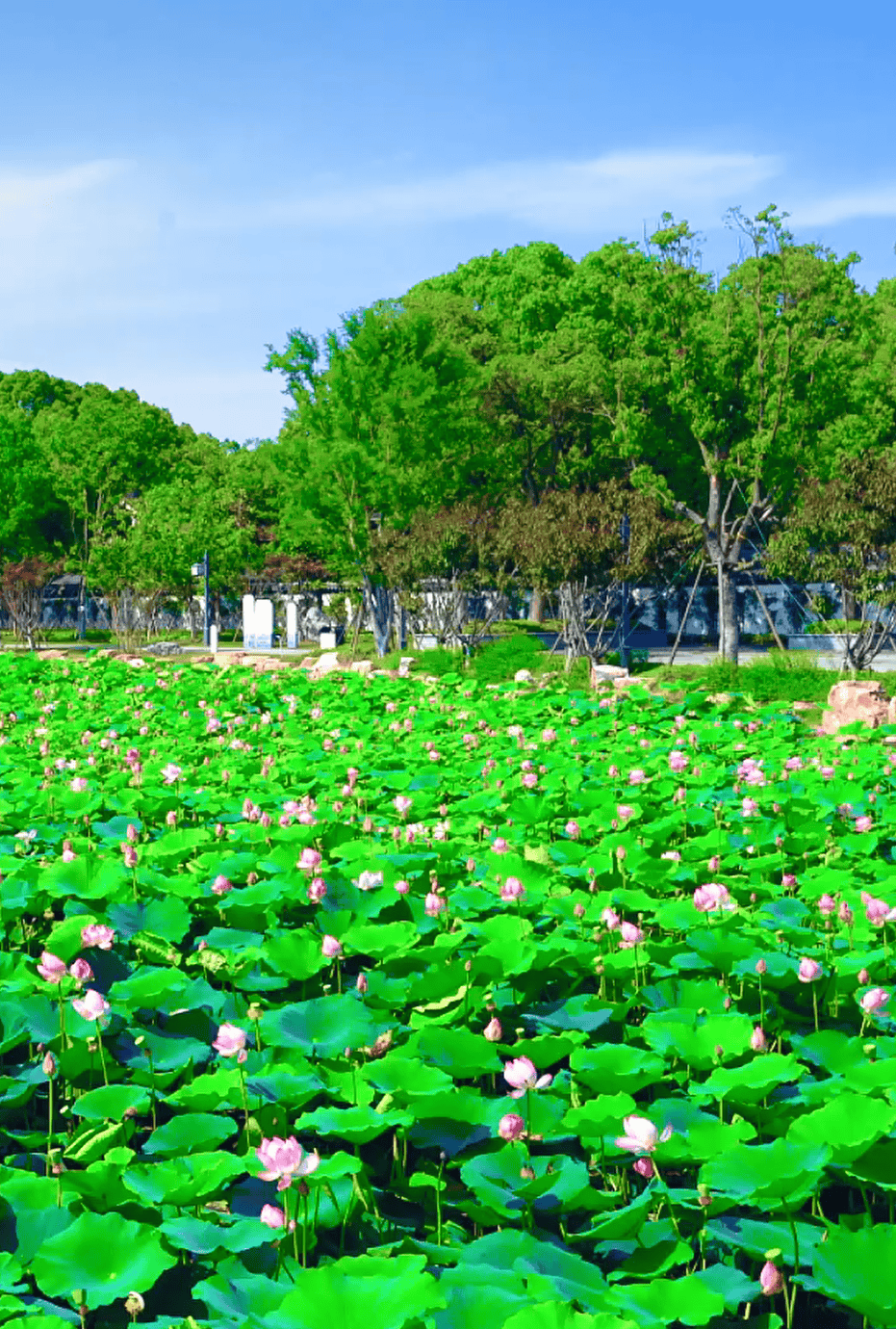 上海大观园荷花季以池塘荷花,缸体荷花及缸体莲花展示为主