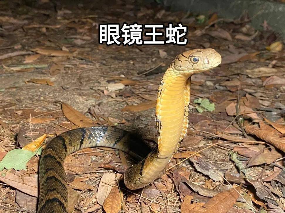 过山峰蛇蛋为何碰不得?广东男子捡到11个蛋,网友的话细思极恐