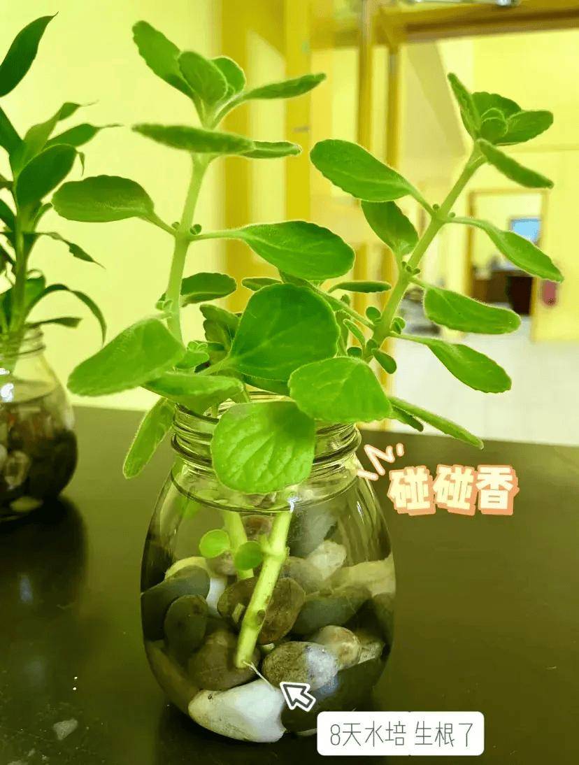 7种"驱蚊草"插水里养,3天就长根,做成驱蚊水,蚊子绕道飞