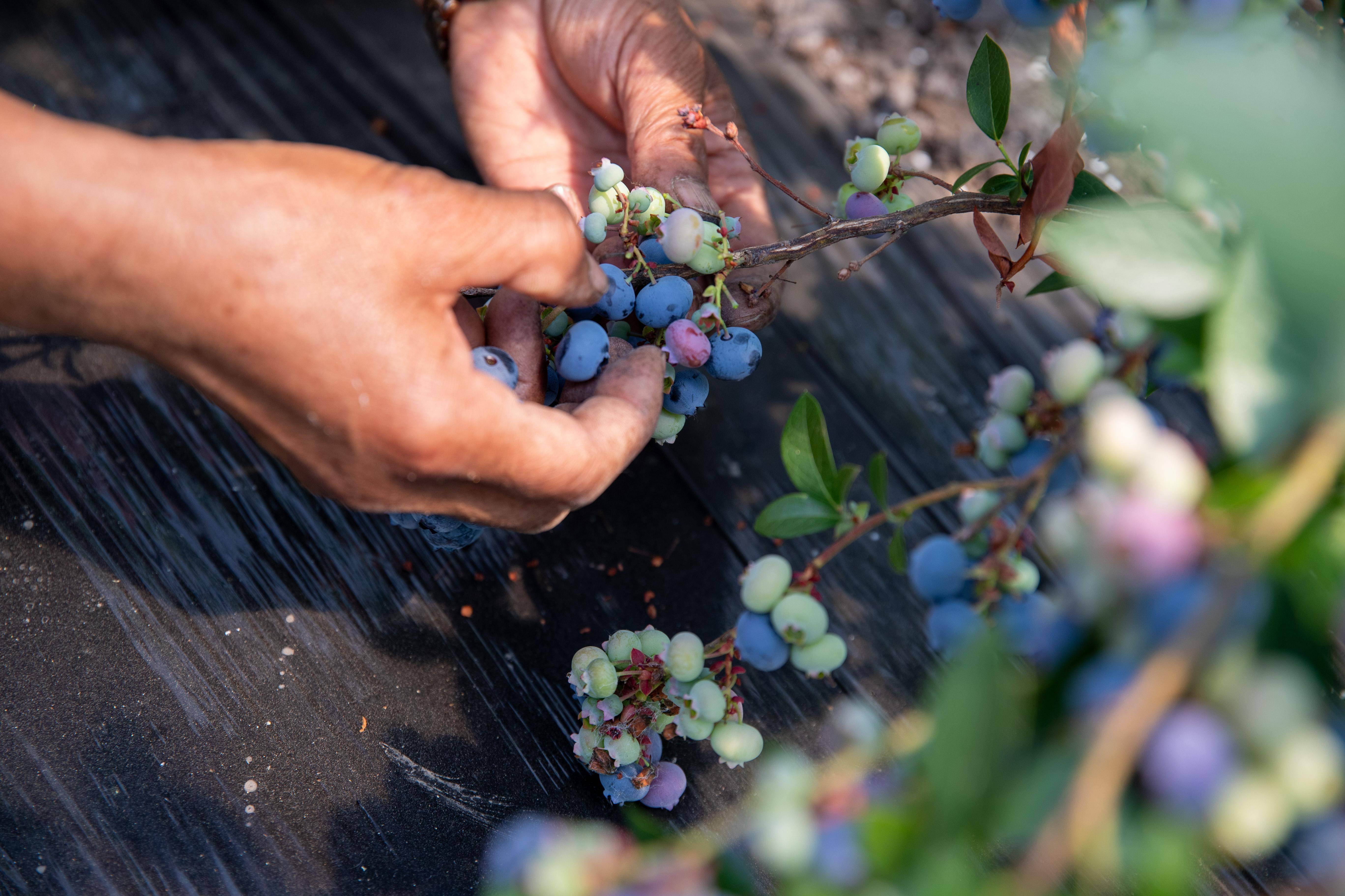 7月11日,在伊春森工集团友好林业局公司蓝莓产业园区,工人在采摘蓝莓.