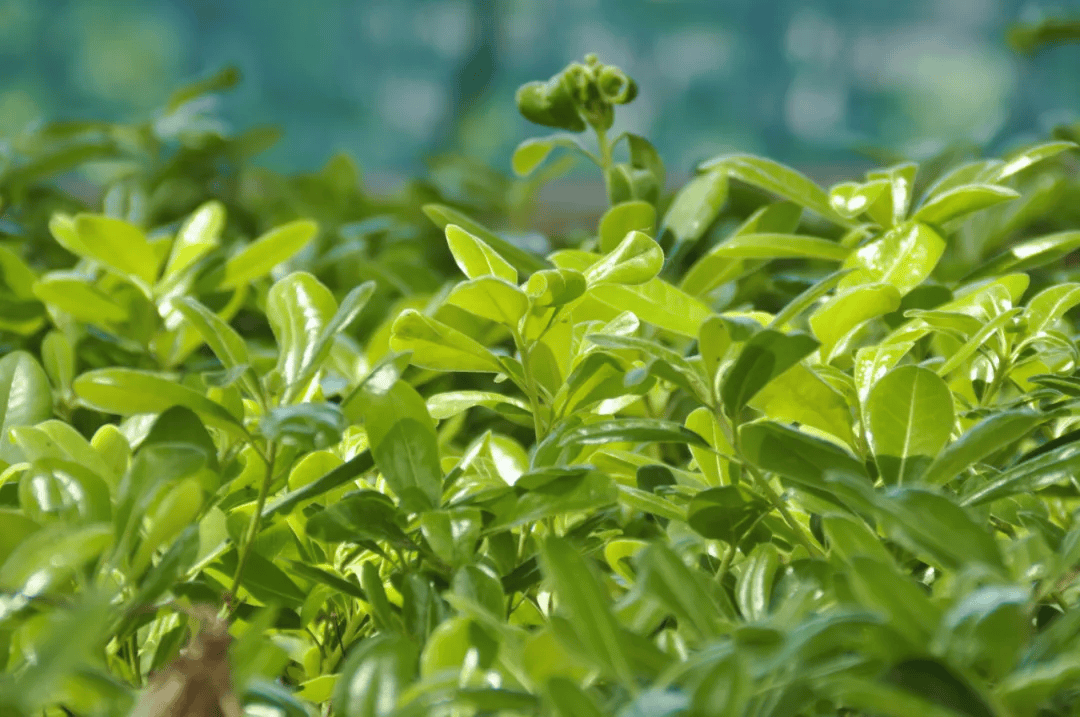 快来青浦环城水系公园"赏绿""享绿"_夏日_绿色_树叶