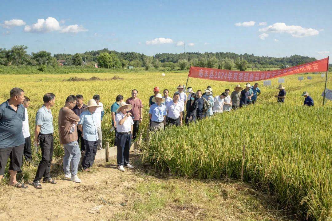 我县开展水稻新品种种植示范推广活动