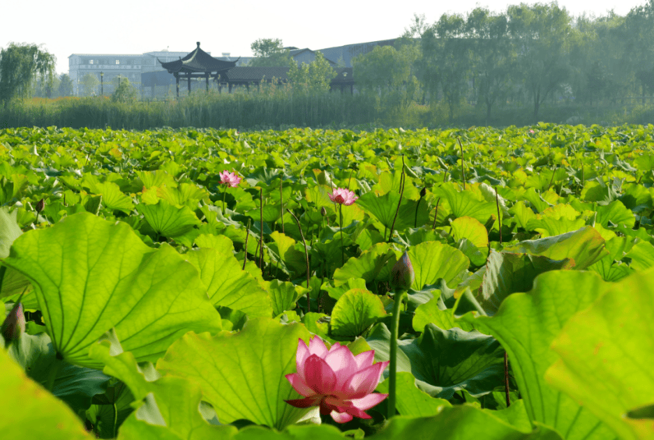 文旅,宿豫发布,江苏三台山国家森林公园,江苏省泗阳成子湖旅游度假区