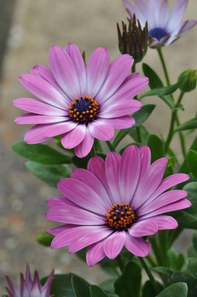 夫妻花,绝美罕见!