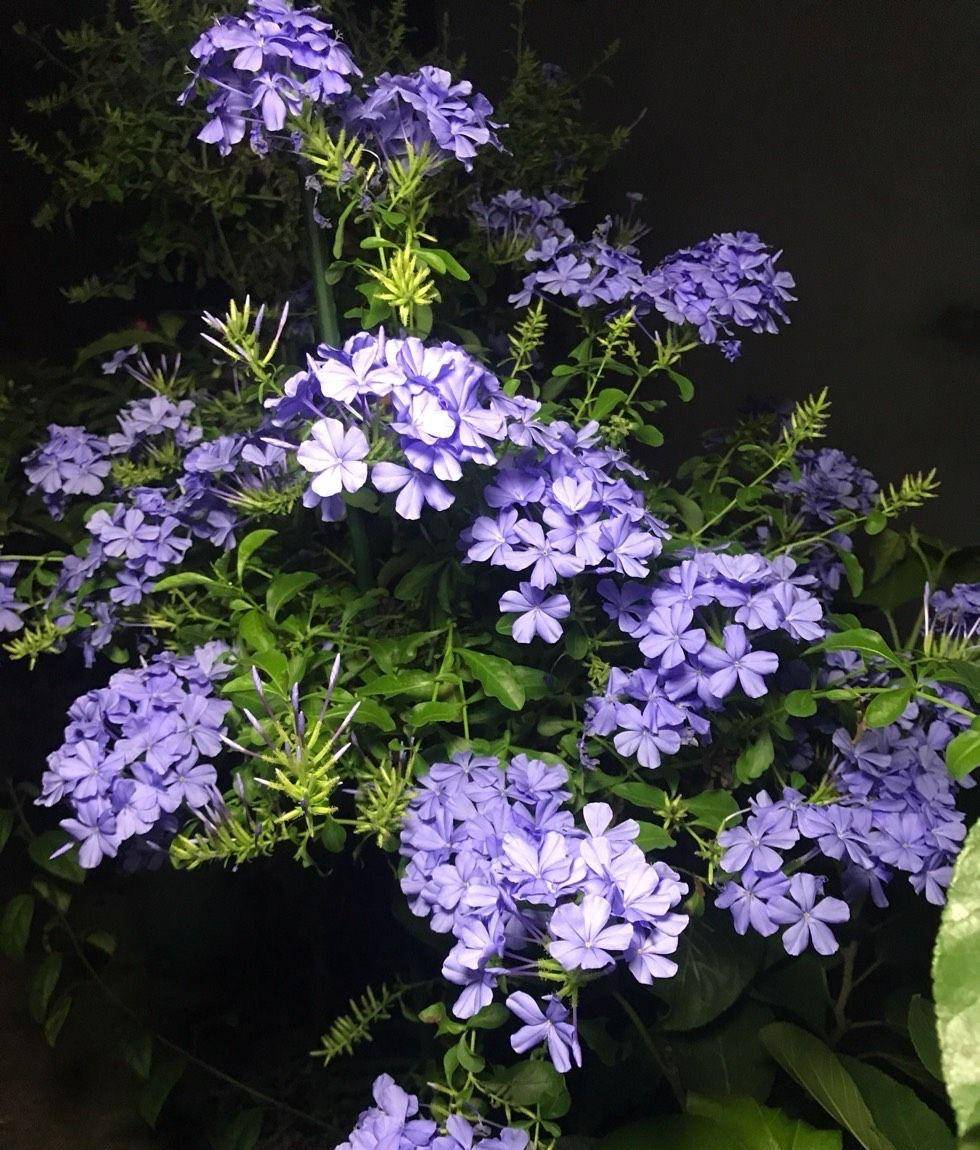 蓝雪花的花期到了,养护上这3步一个都不能少,接下来会一直开花