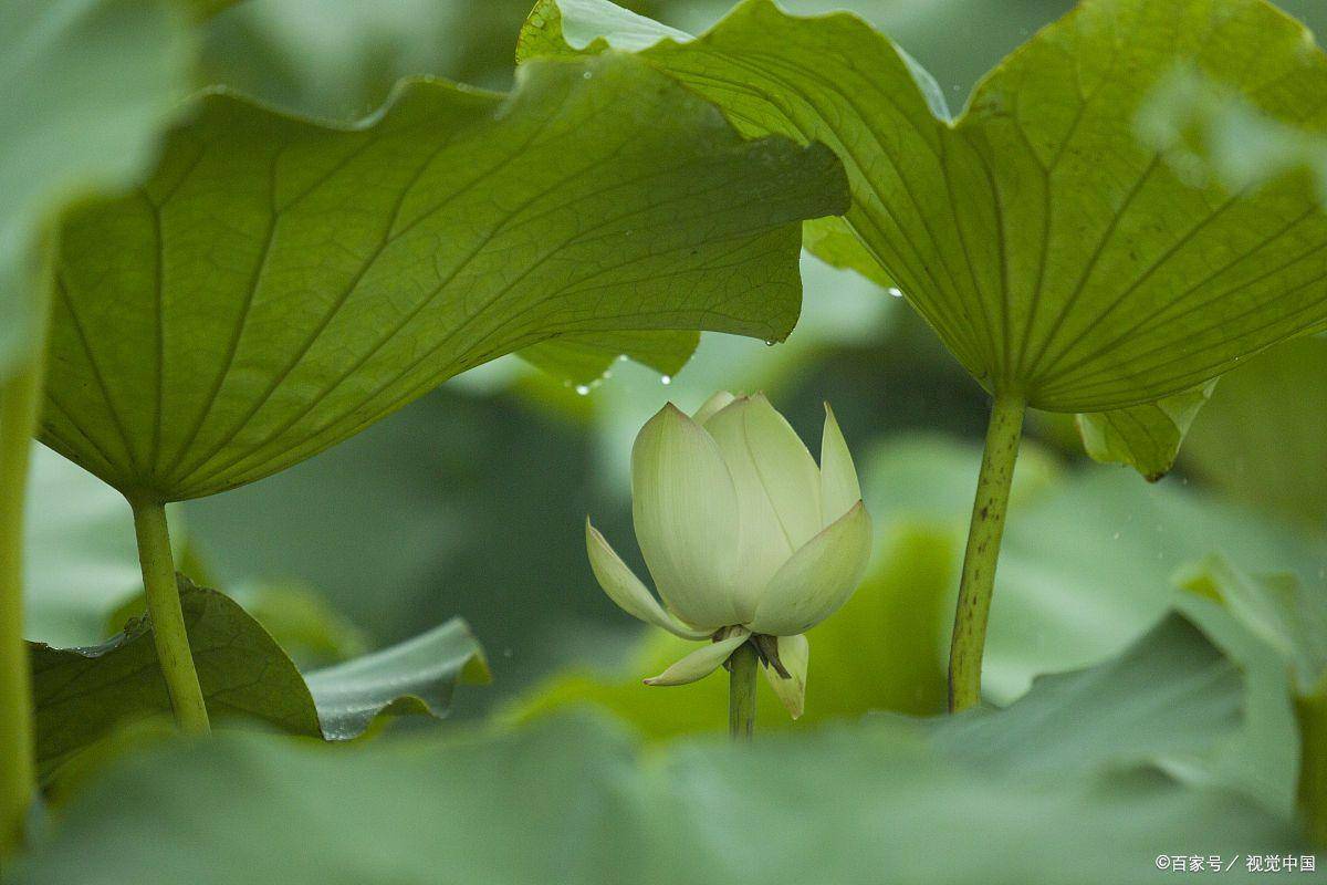 读过这18句诗词，才知道夏天的雨也可以这么美_池塘_清凉_夏雨