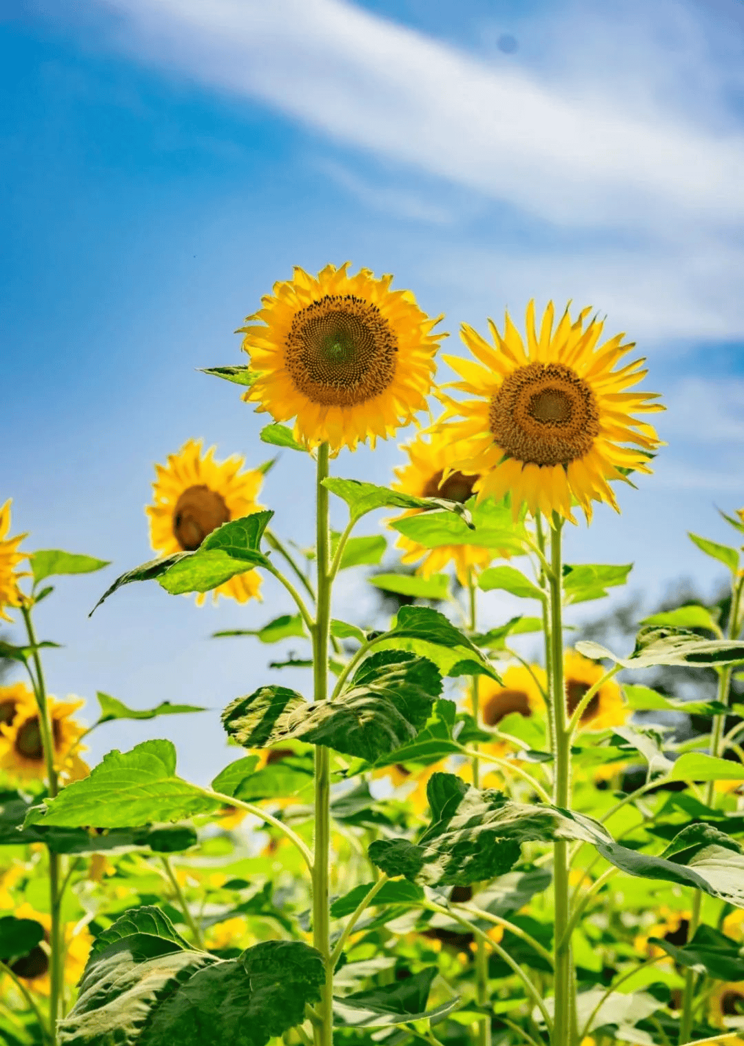 手机壁纸风景高清花草图片