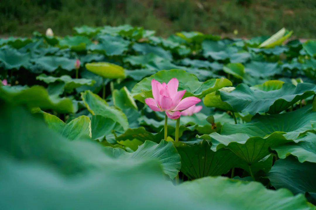 来冀南新区赴一场赏荷之旅_荷花_荷叶_夏日