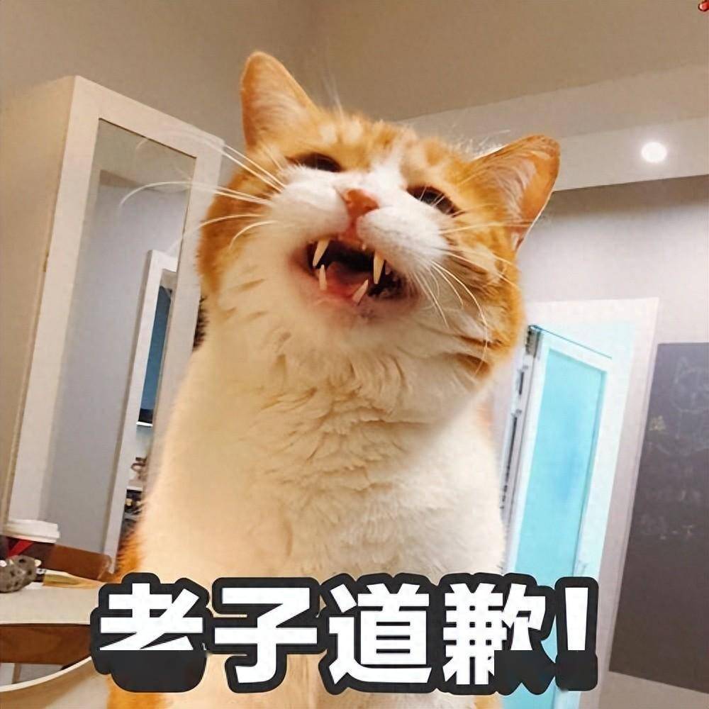 养了一只猫后，大多数人都有这些改变，别不信_搜狐网, image size:1000x1000