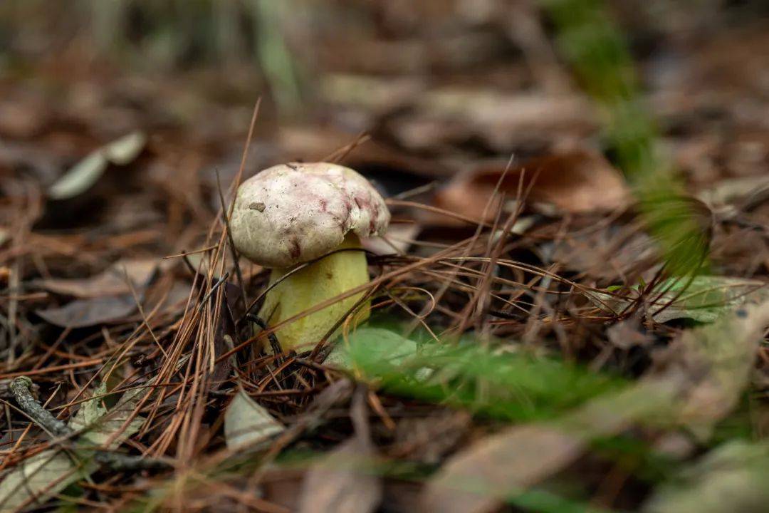 在云南样样好丨小小菌子,撑起一把"致富伞"_武定县_群众_猫街镇