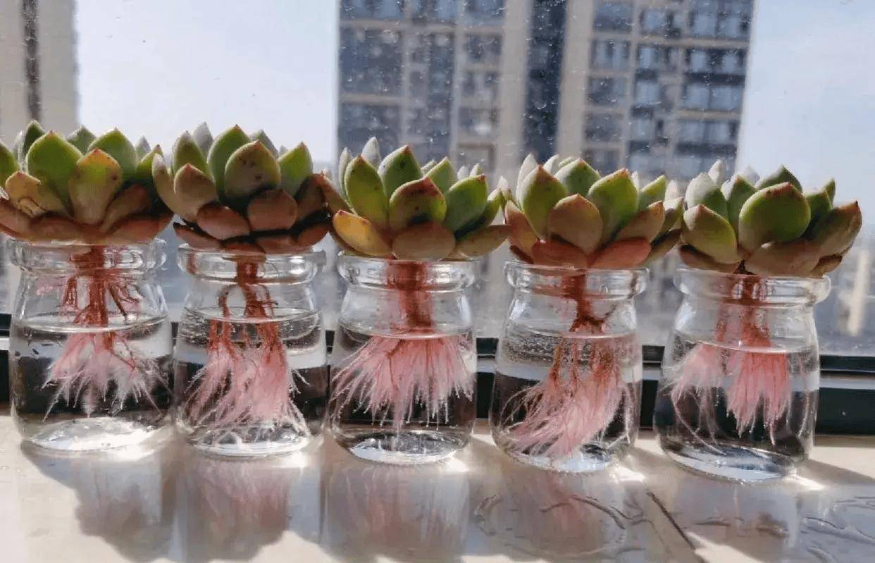 山东一同事,因在工位上"水培绿萝养鱼"走红,评论区"炸锅"了