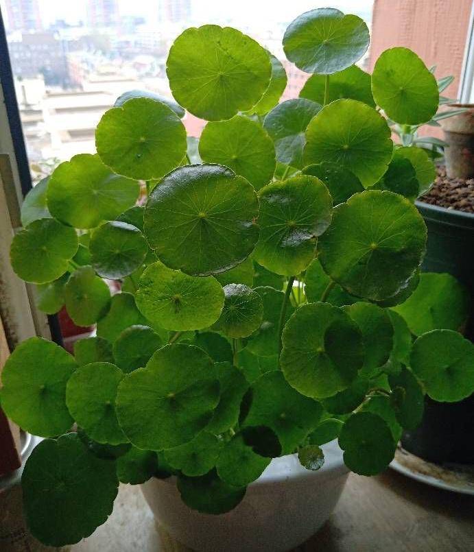 秋季养铜钱草,做到3个小细节,叶子又大又多又绿,颜值更高