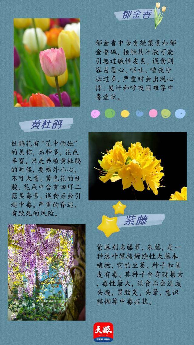 有毒花卉名单图片